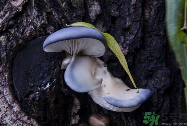 蘑菇能生吃嗎？蘑菇生吃會中毒嗎？