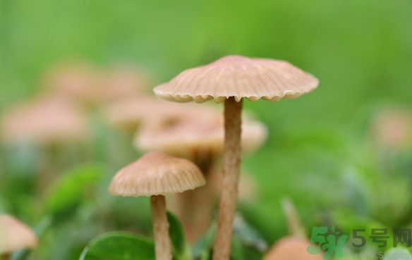 蘑菇能生吃嗎？蘑菇生吃會中毒嗎？