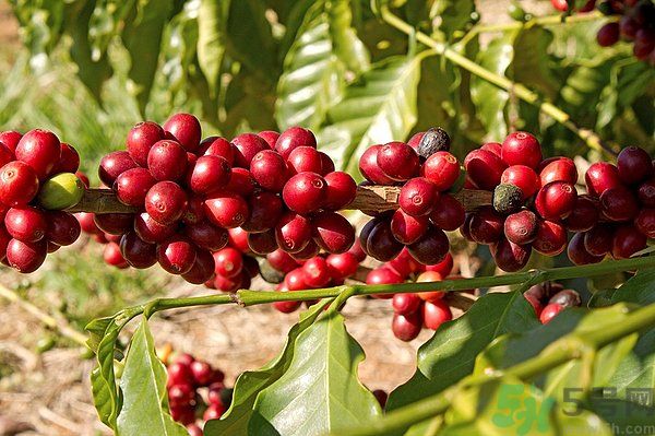 櫻桃枝能治療痛經(jīng)嗎？櫻桃枝的功效與作用