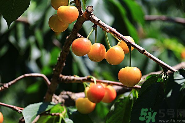 櫻桃枝能治療痛經(jīng)嗎？櫻桃枝的功效與作用