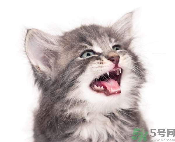 貓咪什么在時候換牙？貓咪換牙要注意什么？