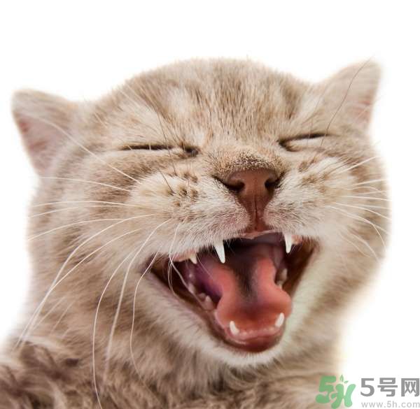 貓咪什么在時候換牙？貓咪換牙要注意什么？