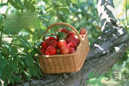 糖尿病可以吃李子嗎？糖尿病吃李子好嗎？