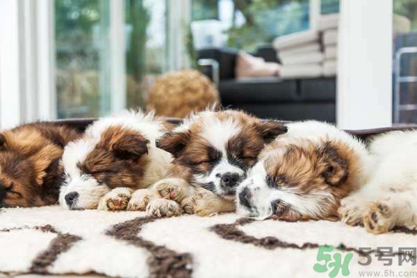 和寵物一起睡覺要注意什么？寵物睡姿有什么含義？