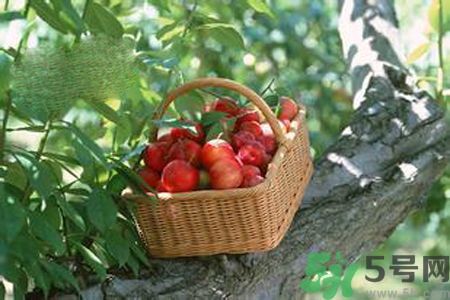 高血壓可以吃李子嗎？高血壓吃李子好嗎？