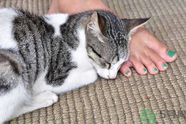 和寵物一起睡覺要注意什么？寵物睡姿有什么含義？