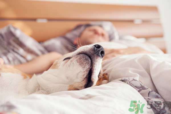 和寵物一起睡覺要注意什么？寵物睡姿有什么含義？