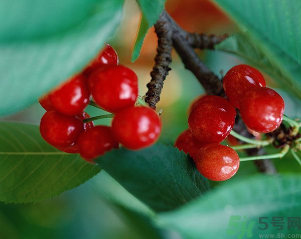 空腹能吃櫻桃嗎？空腹吃櫻桃胃疼怎么辦？