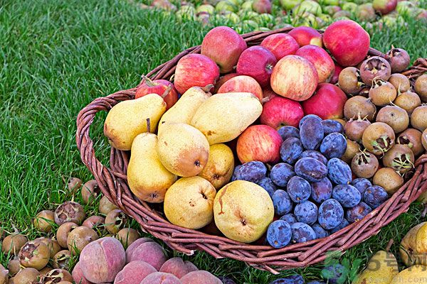 桃子和梨子能一起吃嗎？桃子和梨子一起吃好嗎？