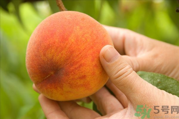 桃子和梨子能一起吃嗎？桃子和梨子一起吃好嗎？