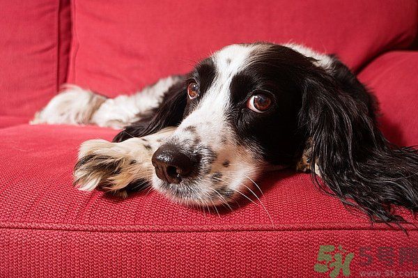 如何清潔沙發(fā)？清潔沙發(fā)要注意什么？