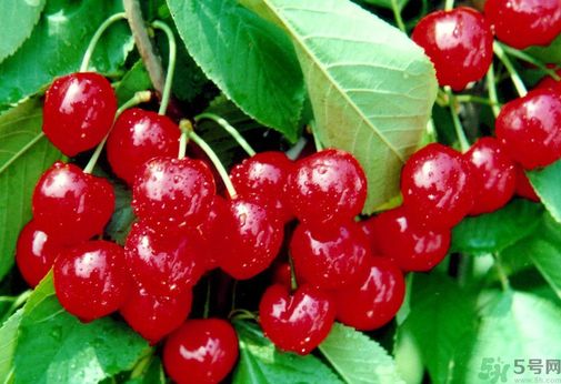 櫻桃吃多了會流鼻血嗎？吃櫻桃流鼻血了怎么辦？