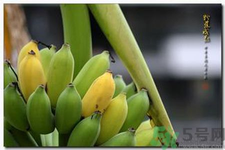 牛奶蕉可以減肥嗎？牛奶蕉怎么吃減肥？