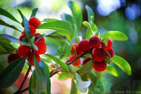 楊梅是不是發(fā)物？楊梅是發(fā)物嗎？