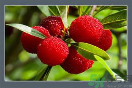 楊梅是酸性還是堿性？楊梅是酸性的嗎？