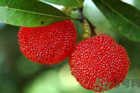 寶寶可以吃楊梅嗎？寶寶吃楊梅好嗎？