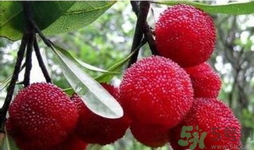 寶寶可以吃楊梅嗎？寶寶多大可以吃楊梅？