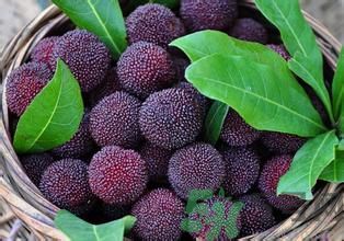 寶寶可以吃楊梅嗎？寶寶多大可以吃楊梅？