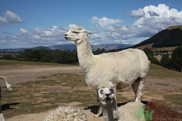 羊駝肉好吃嗎？羊駝肉能吃嗎？