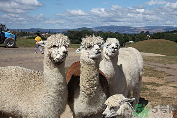 羊駝肉好吃嗎？羊駝肉能吃嗎？