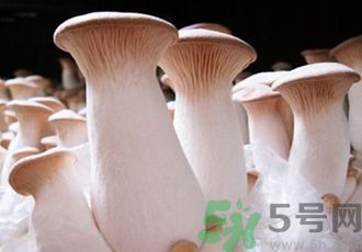 吃杏鮑菇有什么好處？吃杏鮑菇對身體好嗎？