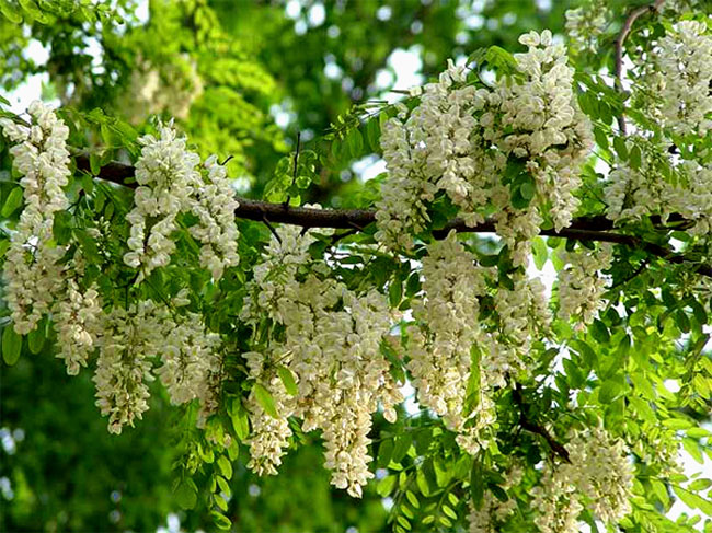 槐花怎么做好吃？槐花的做法有哪些？