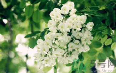 槐花怎么做好吃？槐花的做法有哪些？