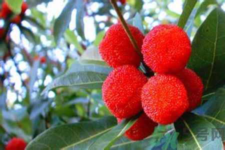 糖尿病可以吃楊梅嗎？糖尿病吃楊梅好嗎？