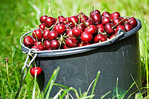 櫻桃吃多了會(huì)中毒嗎？櫻桃吃多了會(huì)拉肚子嗎？