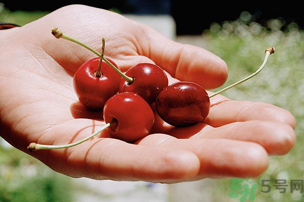 櫻桃吃多了會(huì)中毒嗎？櫻桃吃多了會(huì)拉肚子嗎？