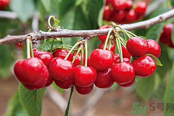 痛風(fēng)能吃櫻桃嗎？痛風(fēng)吃櫻桃可不可以？