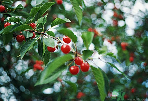 痛風(fēng)能吃櫻桃嗎？痛風(fēng)吃櫻桃可不可以？