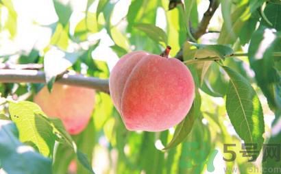 寶寶可以吃桃子嗎？寶寶吃桃子好不好？