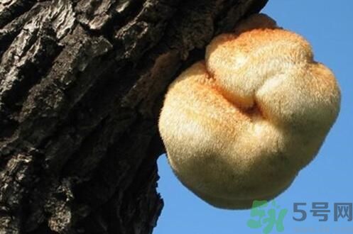 吃猴頭菇有什么好處？猴頭菇有什么營(yíng)養(yǎng)價(jià)值？