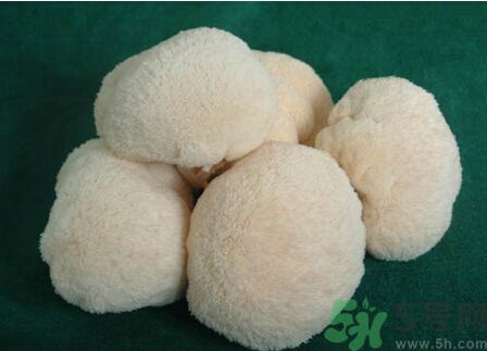 吃猴頭菇有什么好處？猴頭菇有什么營(yíng)養(yǎng)價(jià)值？