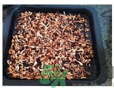 猴頭菇粉怎么做？猴頭菇餅干怎么做？