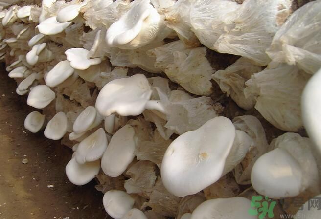 白靈菇和杏鮑菇有什么區(qū)別？白靈菇有什么營養(yǎng)價值？