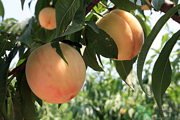 山竹和桃子能一起吃嗎？吃了山竹后能吃桃子嗎？