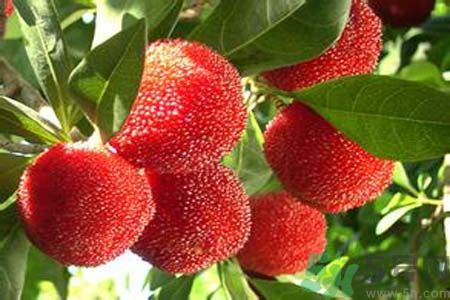 喉嚨痛可以吃楊梅嗎？喉嚨痛吃楊梅好嗎？