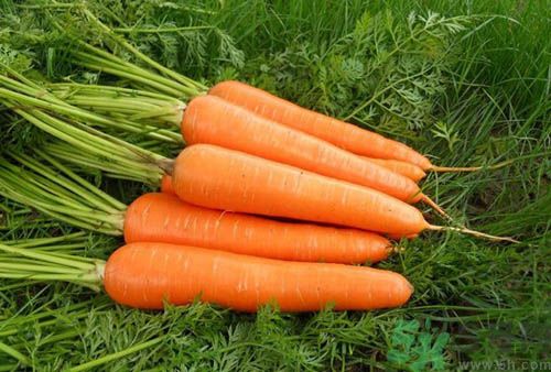 補(bǔ)血吃什么蔬菜好？吃什么蔬菜可以補(bǔ)血？