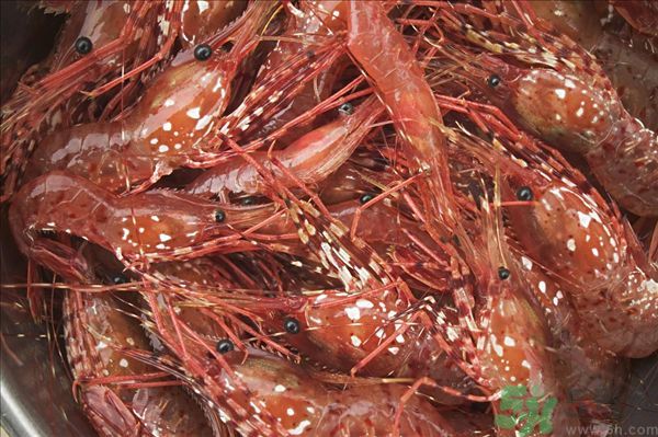 死蝦被稱腦死亡 死蝦吃了會怎么樣？