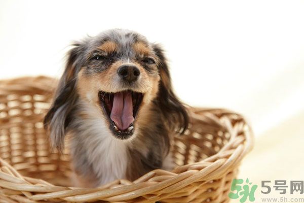 哈欠會傳染嗎？打哈欠為什么會傳染？