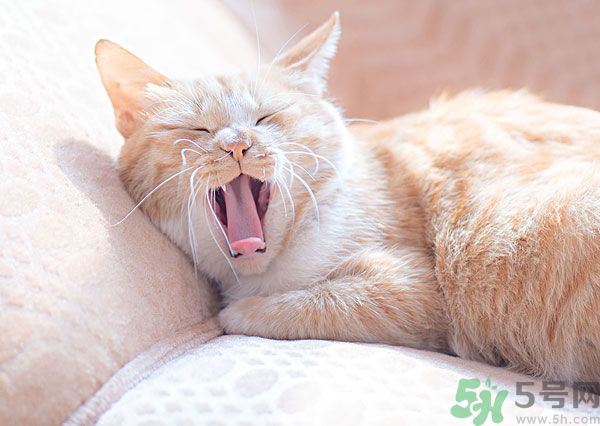 哈欠會傳染嗎？打哈欠為什么會傳染？