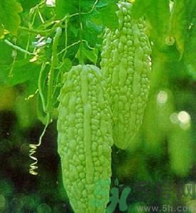 苦瓜可以和蝦一起吃嗎？苦瓜和蝦一起吃好嗎？