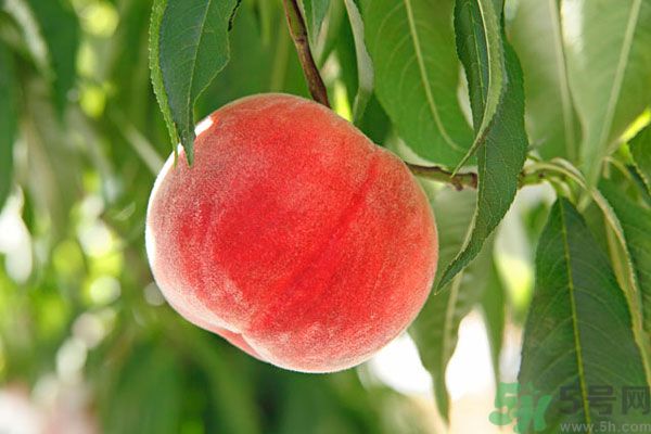 吃桃子會脹氣嗎？吃桃子注意事項有哪些？