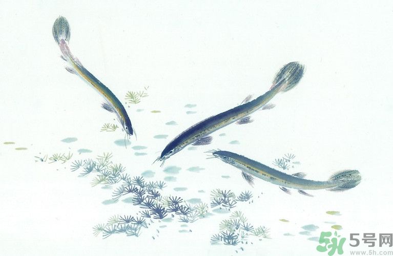 石斛和泥鰍能同吃嗎？石斛和泥鰍能一起吃嗎？