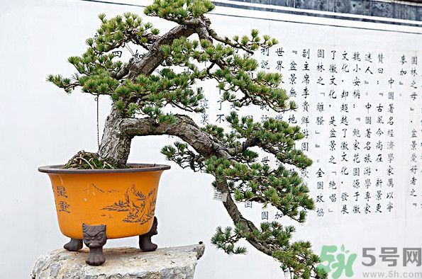 五針松松球能泡酒嗎？五針松松球泡酒有什么功效？