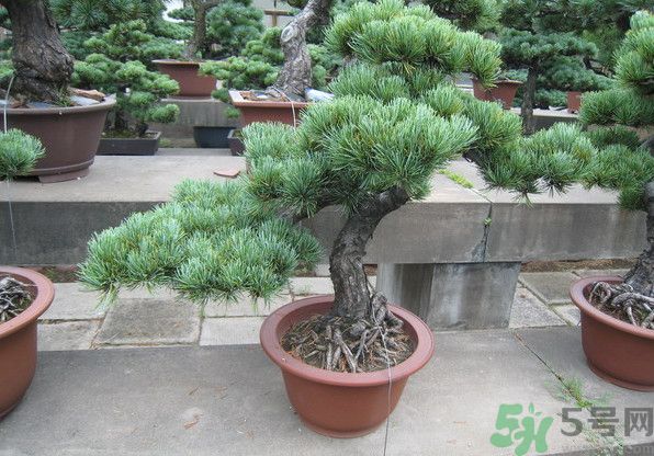 五針松松球能泡酒嗎？五針松松球泡酒有什么功效？