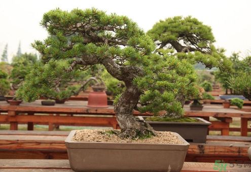 五針松松球能泡酒嗎？五針松松球泡酒有什么功效？