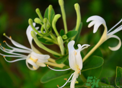 金銀花是樹還是藤?金銀花是草本還是木本?.png 金銀花是樹還是藤?金銀花是草本還是木本?.png